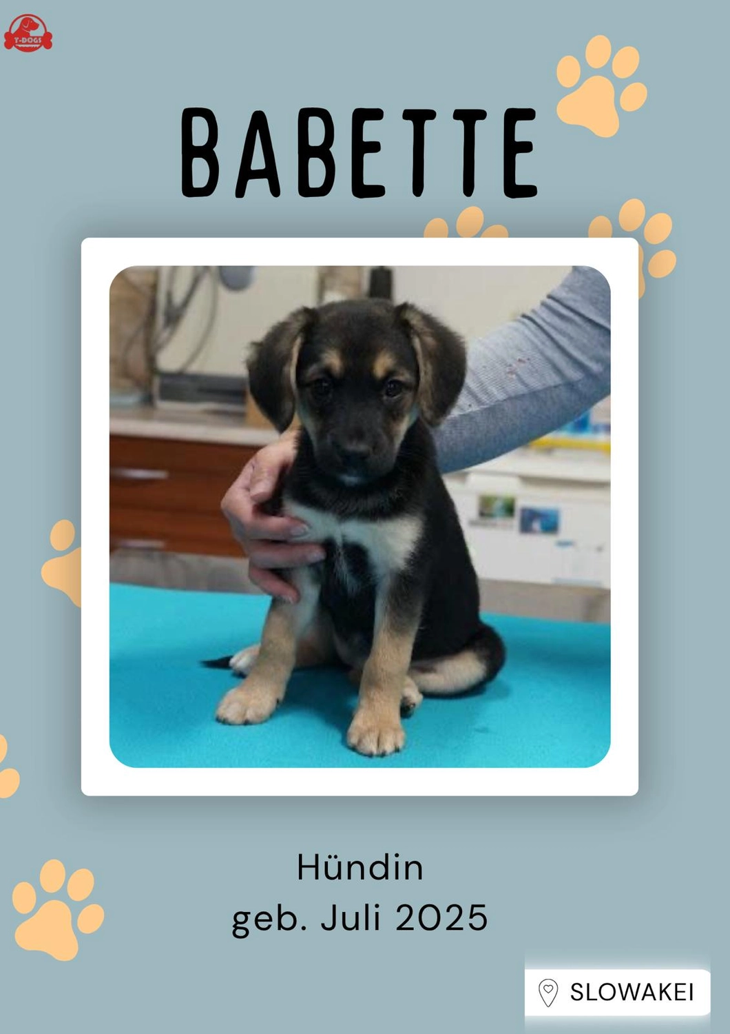 T-Dogs Hundevermittlung in 97775 Burgsinn