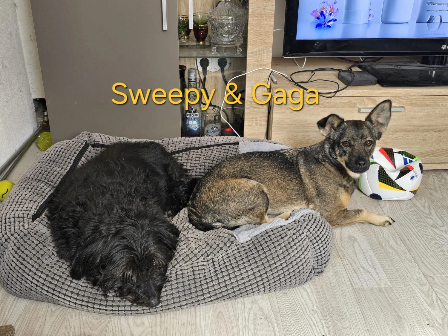 T-Dogs Hundevermittlung in 97775 Burgsinn