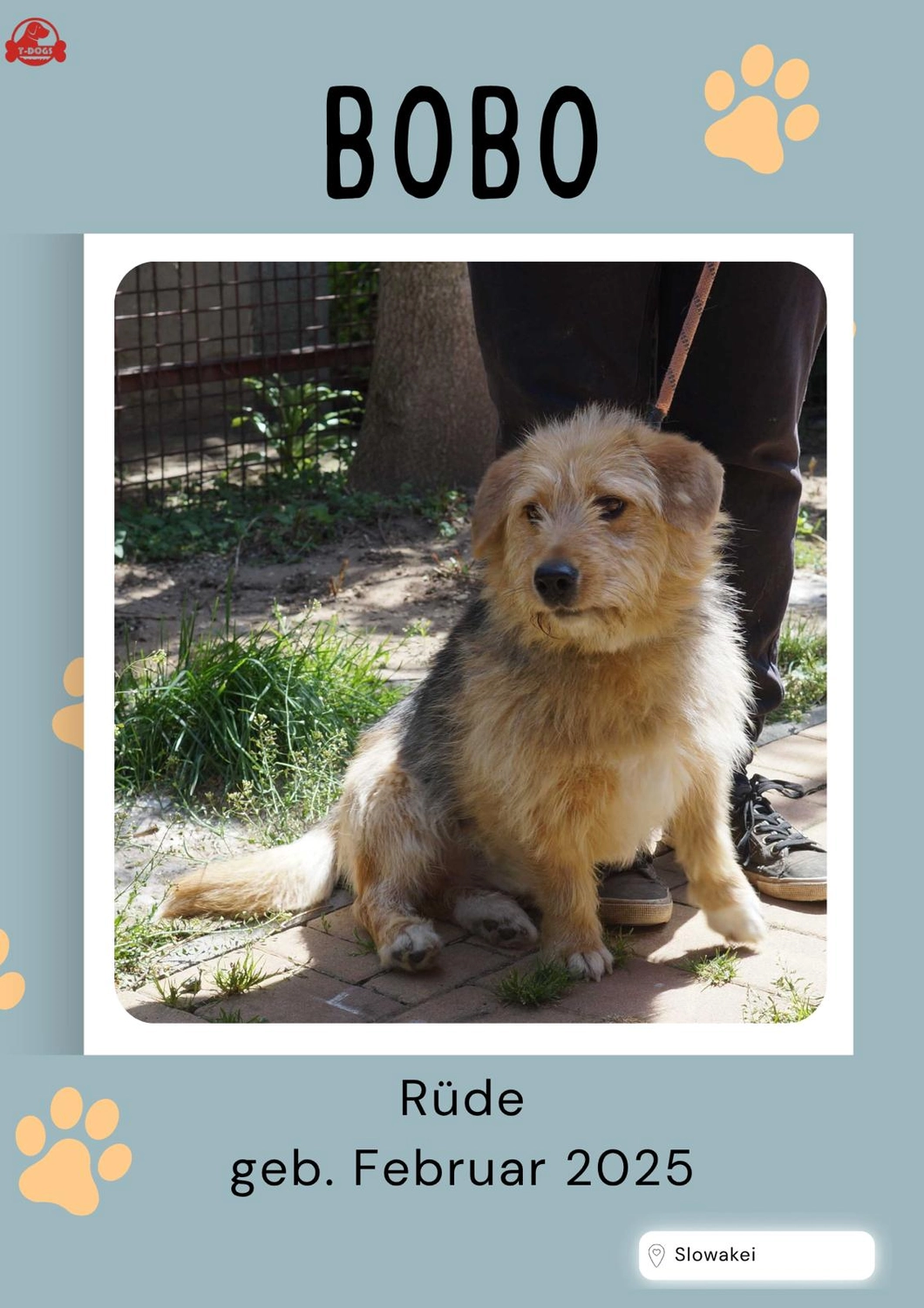 T-Dogs Tierschutzverein Burgsinn