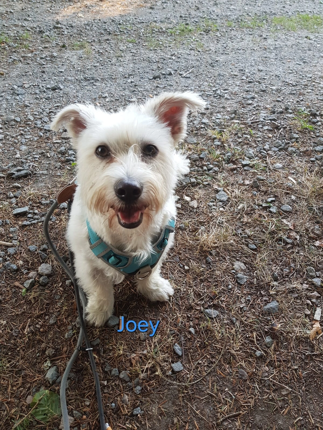 T-Dogs Hundevermittlung in 97775 Burgsinn
