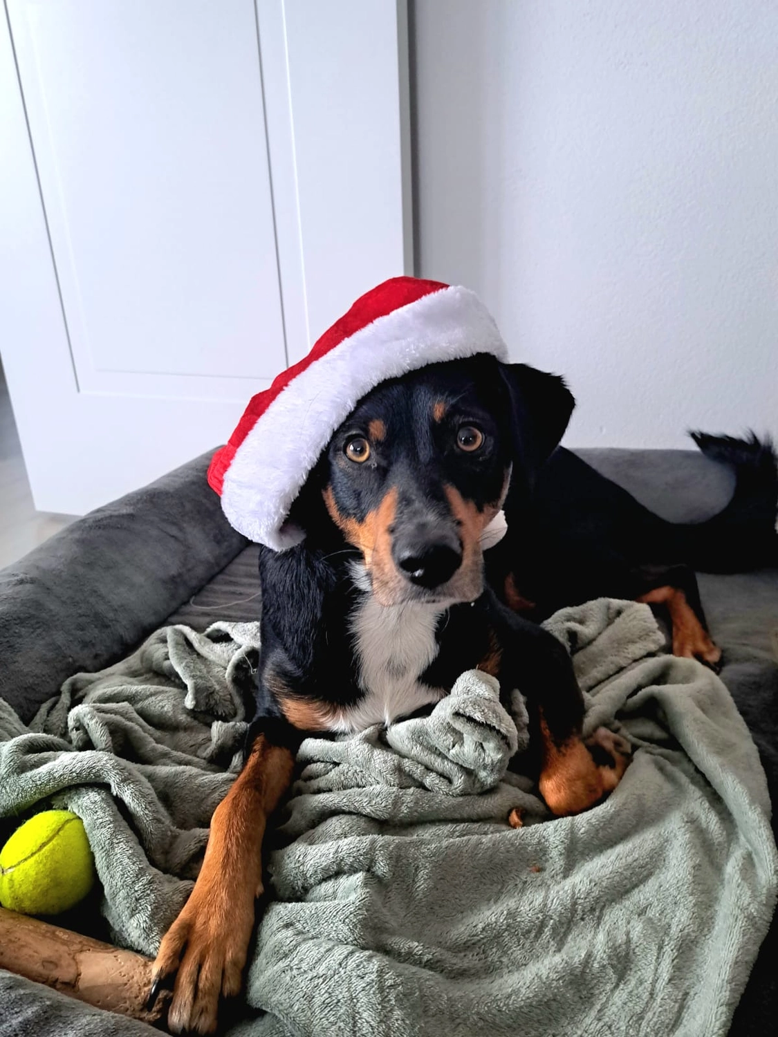 T-Dogs Hundevermittlung in 97775 Burgsinn