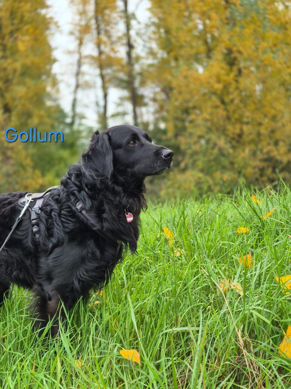 T-Dogs Tierschutzverein Burgsinn