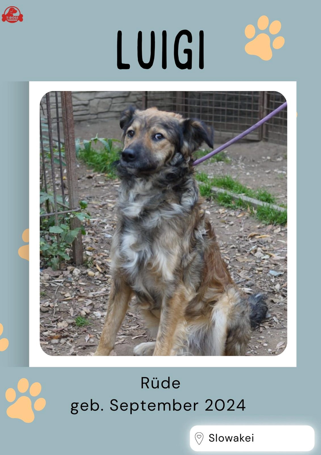 T-Dogs Hundevermittlung in 97775 Burgsinn