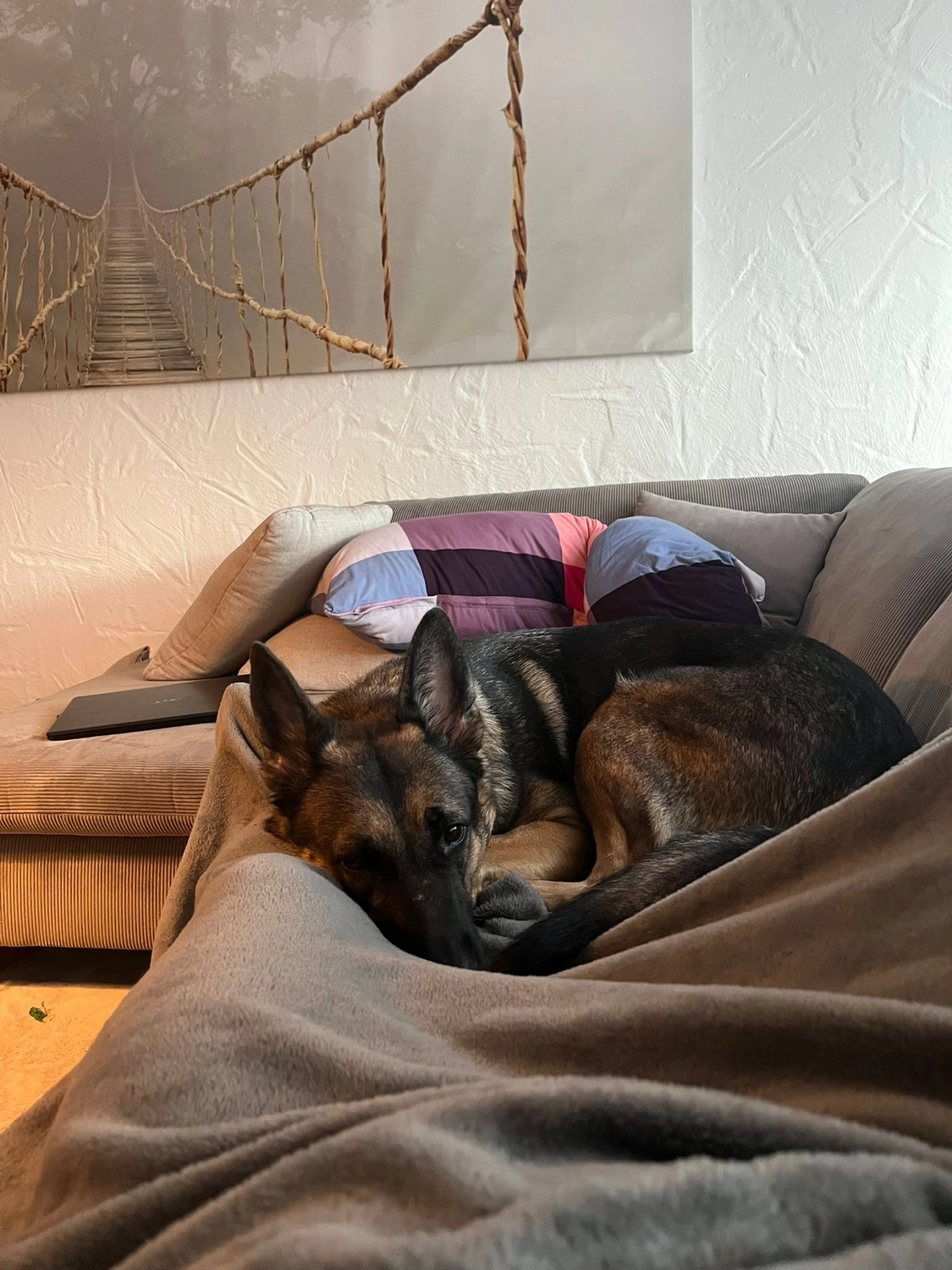 T-Dogs Hundevermittlung in 97775 Burgsinn