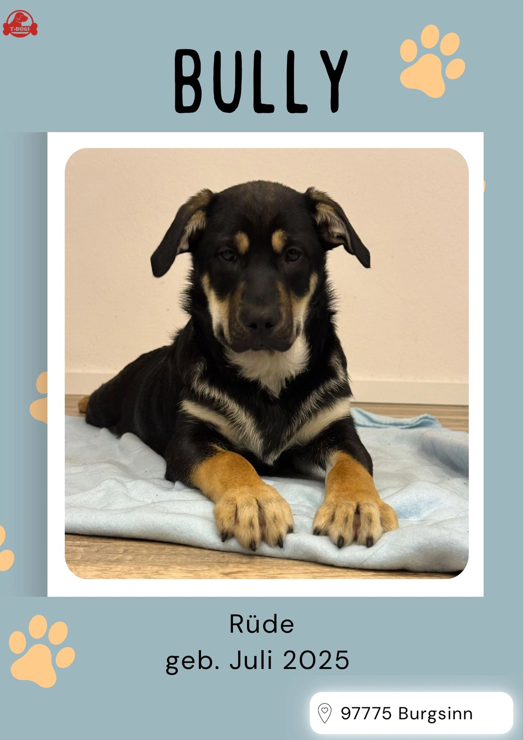 T-Dogs Hundevermittlung in 97775 Burgsinn