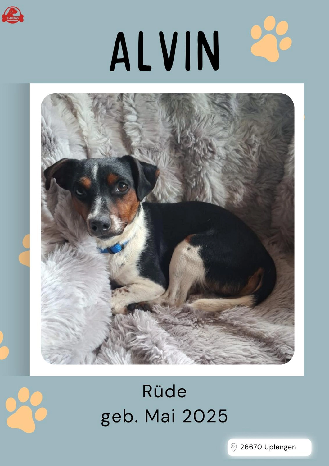 T-Dogs Tierschutzverein Burgsinn