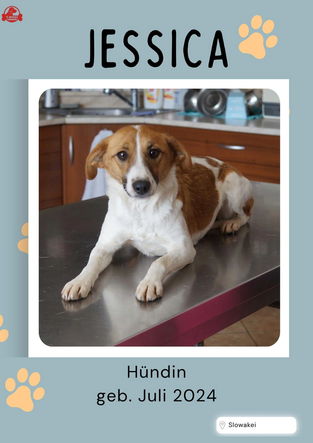 T-Dogs Hundevermittlung in 97775 Burgsinn
