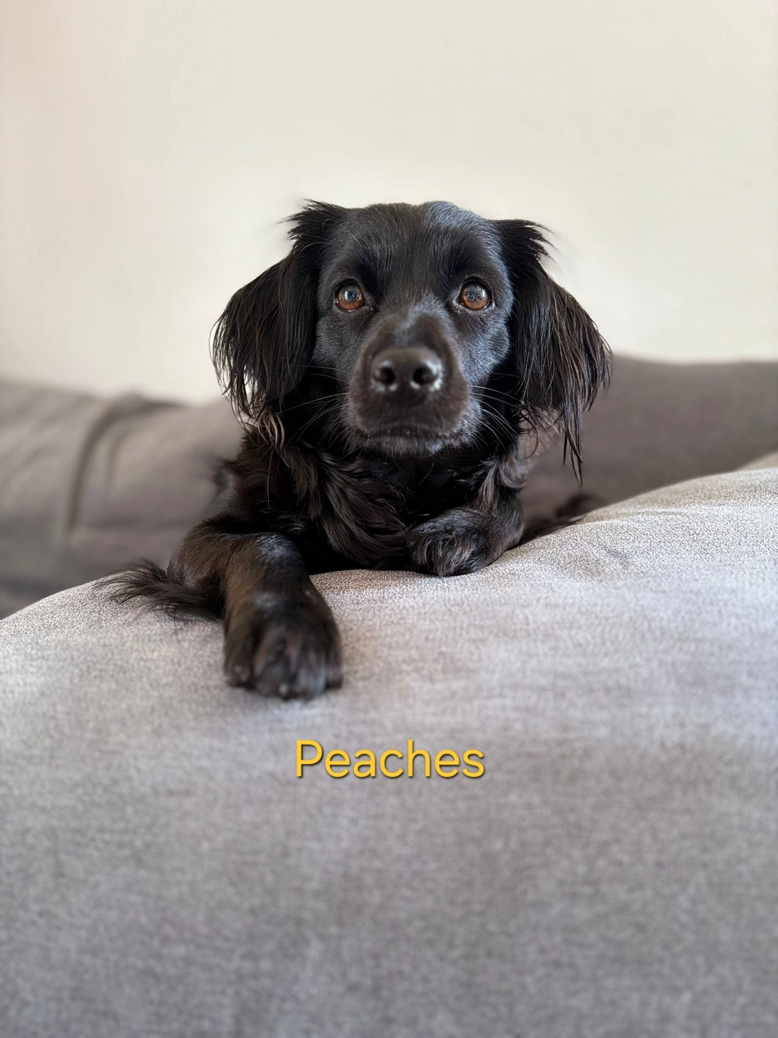 T-Dogs Tierschutzverein Burgsinn