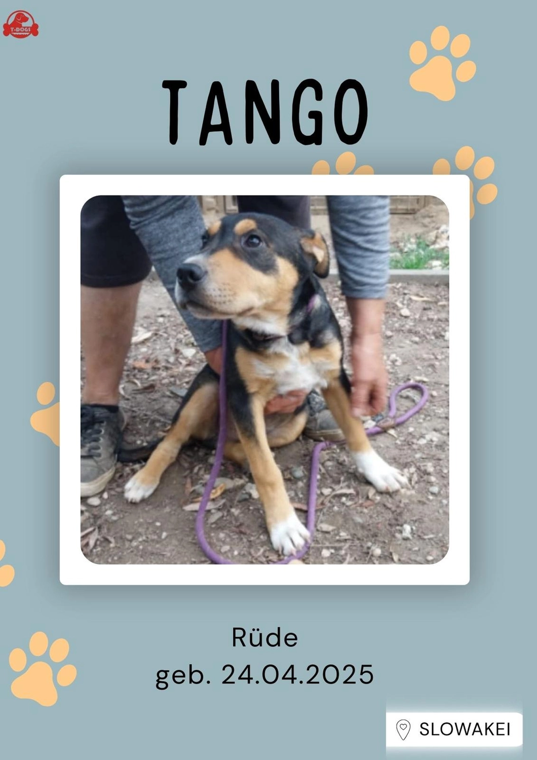 T-Dogs Hundevermittlung in 97775 Burgsinn