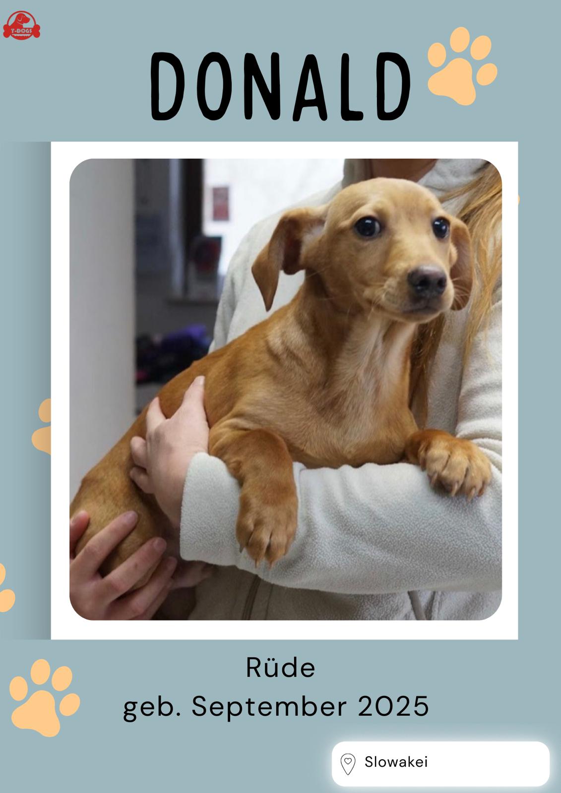 T-Dogs Tierschutzverein Burgsinn