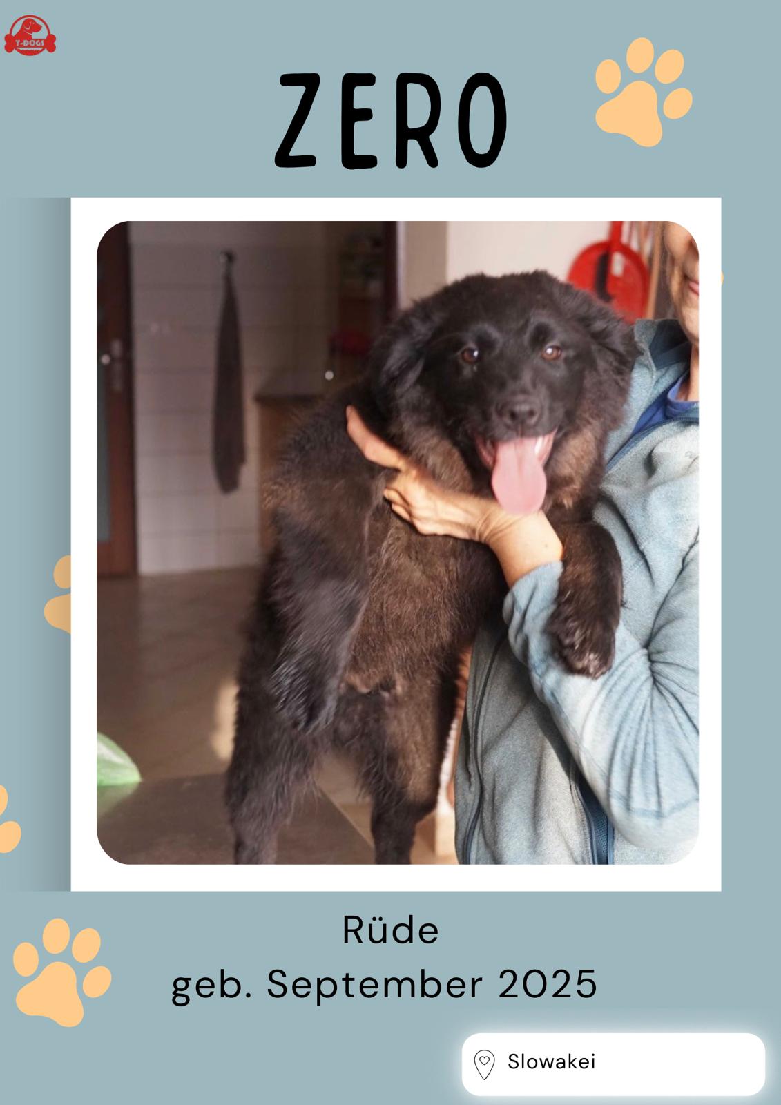 T-Dogs Hundevermittlung in 97775 Burgsinn