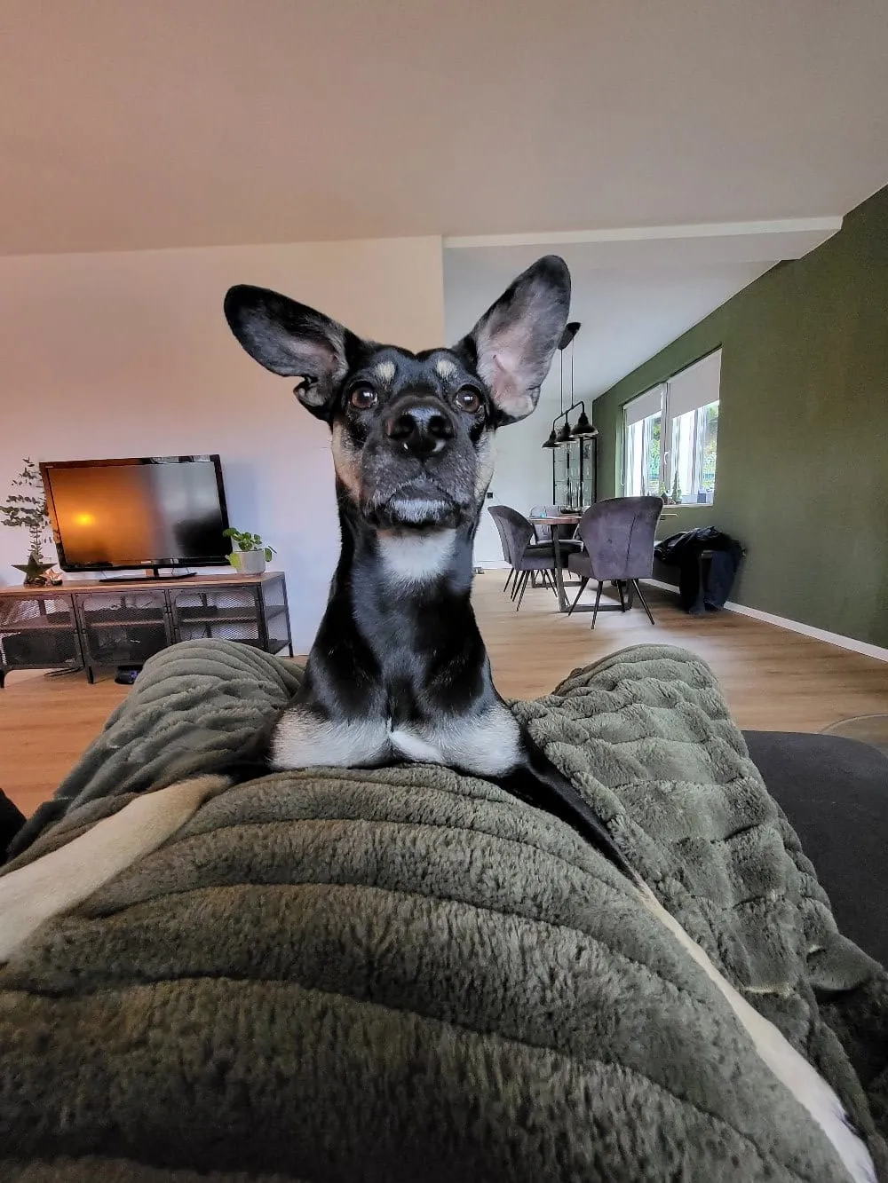 T-Dogs e.V., LUNA