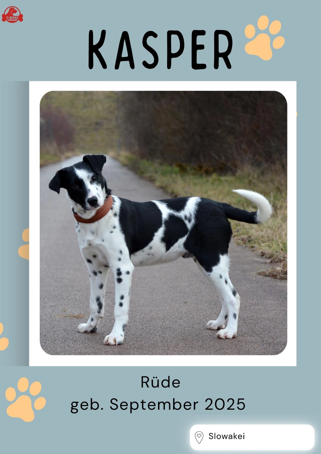 T-Dogs e.V., Hunde suchen ein Zuhause