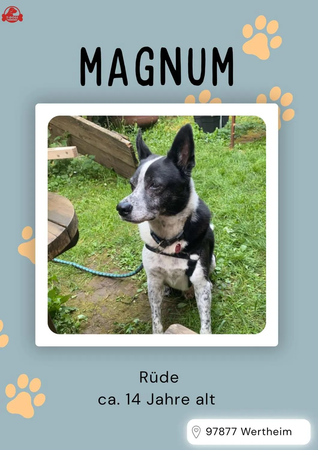 T-Dogs Hundevermittlung in 97775 Burgsinn