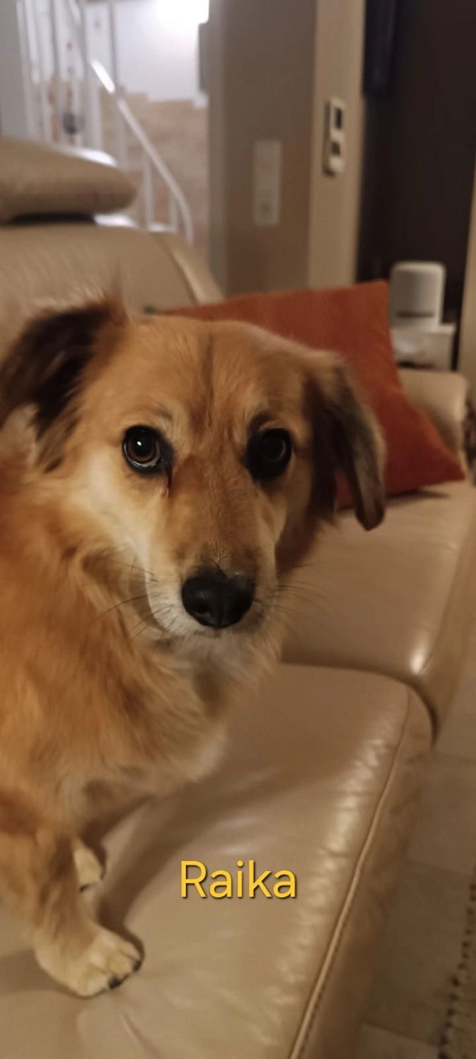 T-Dogs Hundevermittlung in 97775 Burgsinn