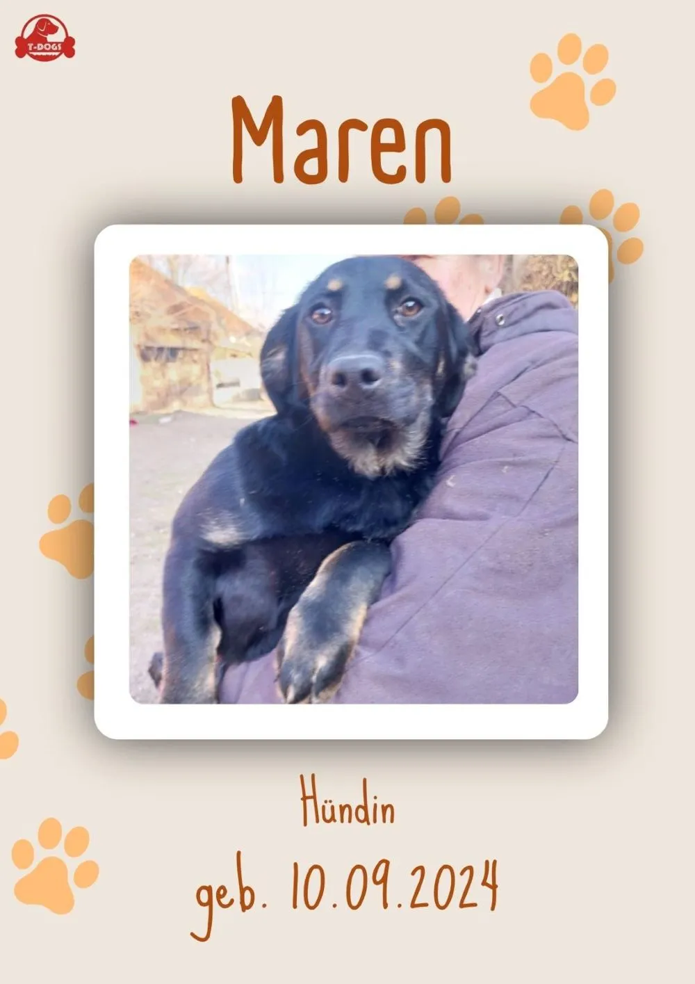 T-Dogs Hundevermittlung in 97775 Burgsinn
