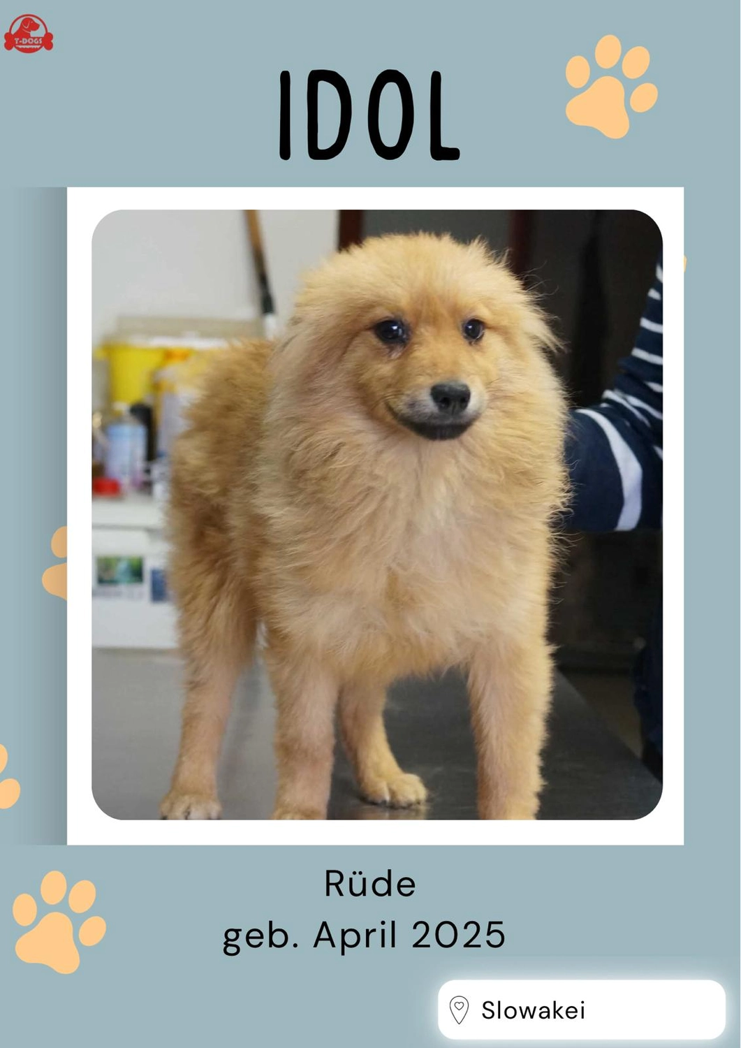 T-Dogs Hundevermittlung in 97775 Burgsinn