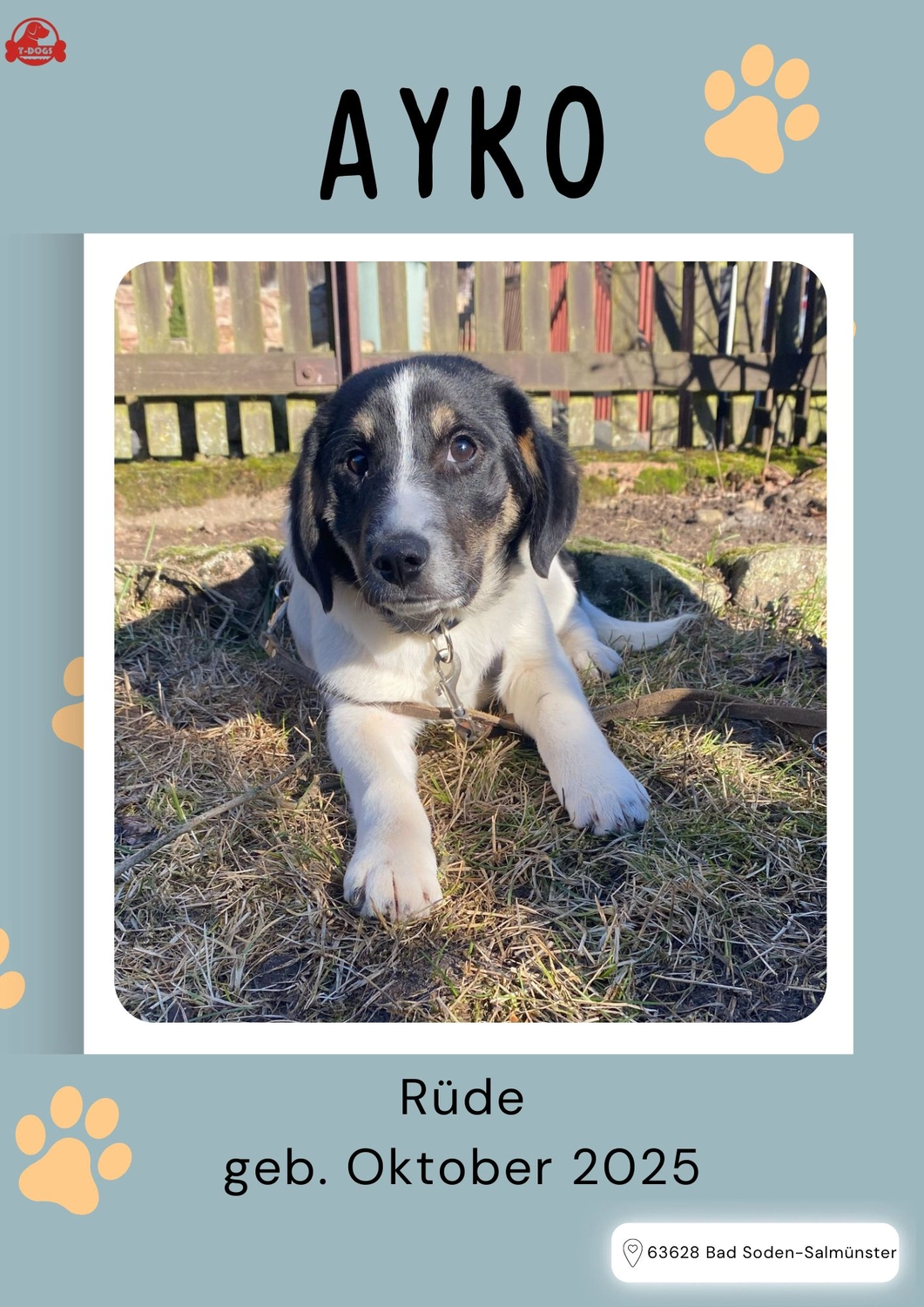 T-Dogs Tierschutzverein Burgsinn