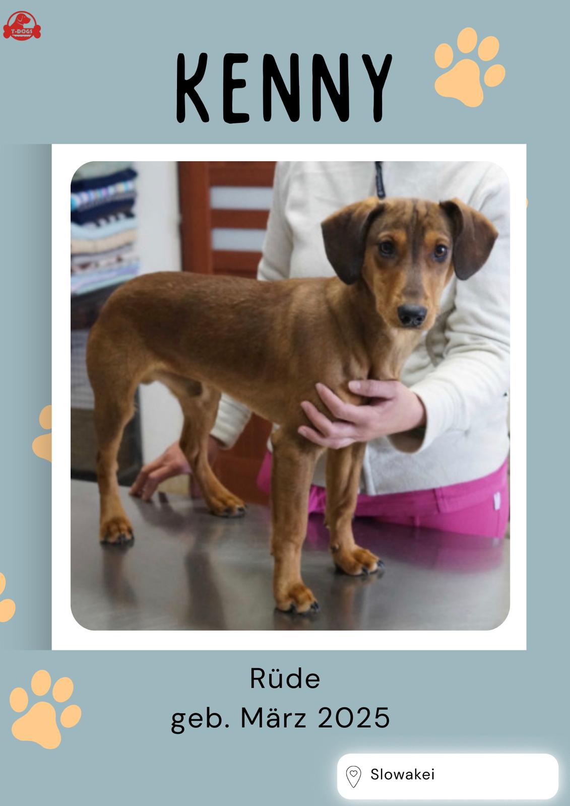T-Dogs Hundevermittlung in 97775 Burgsinn