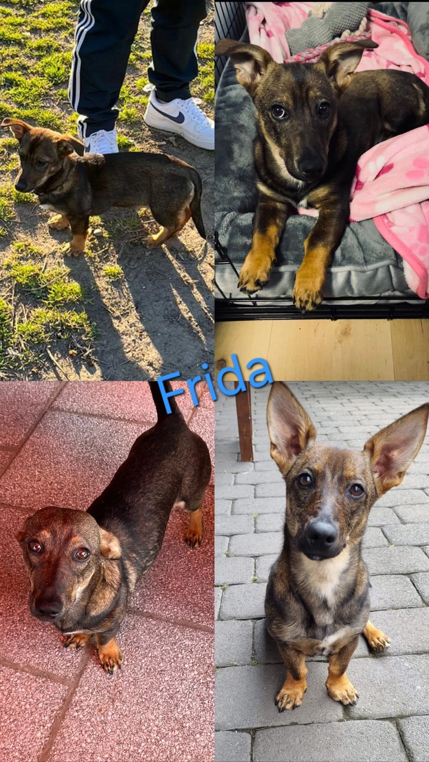 T-Dogs Tierschutzverein Burgsinn