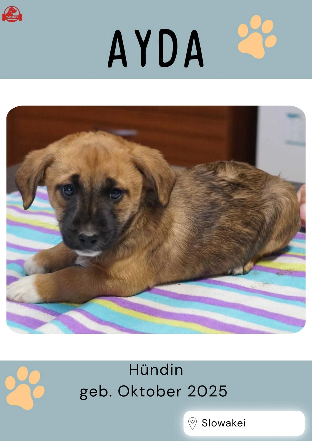 T-Dogs Hundevermittlung in 97775 Burgsinn