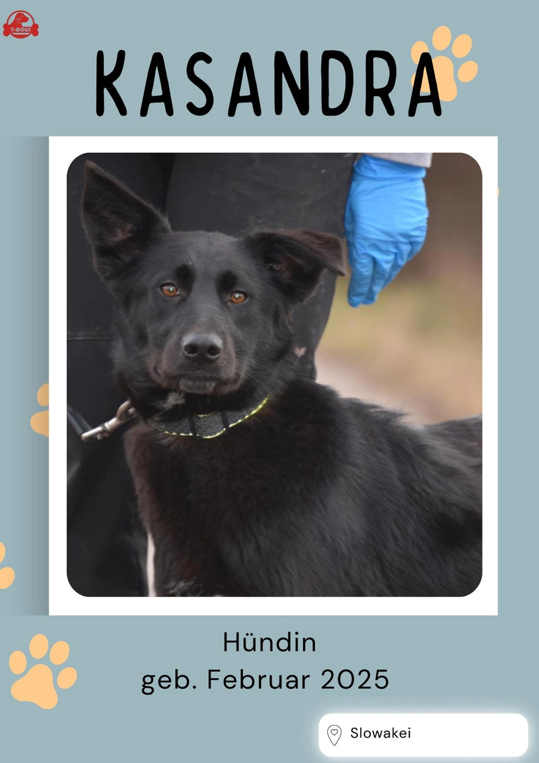 T-Dogs Hundevermittlung in 97775 Burgsinn