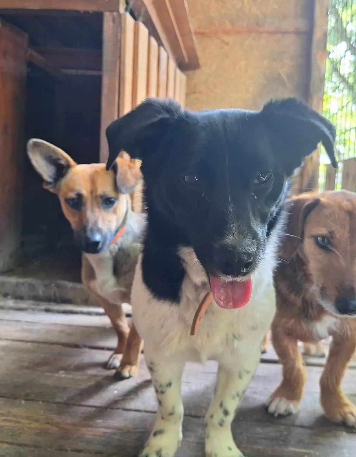 T-Dogs e.V., Hunde suchen ein Zuhause