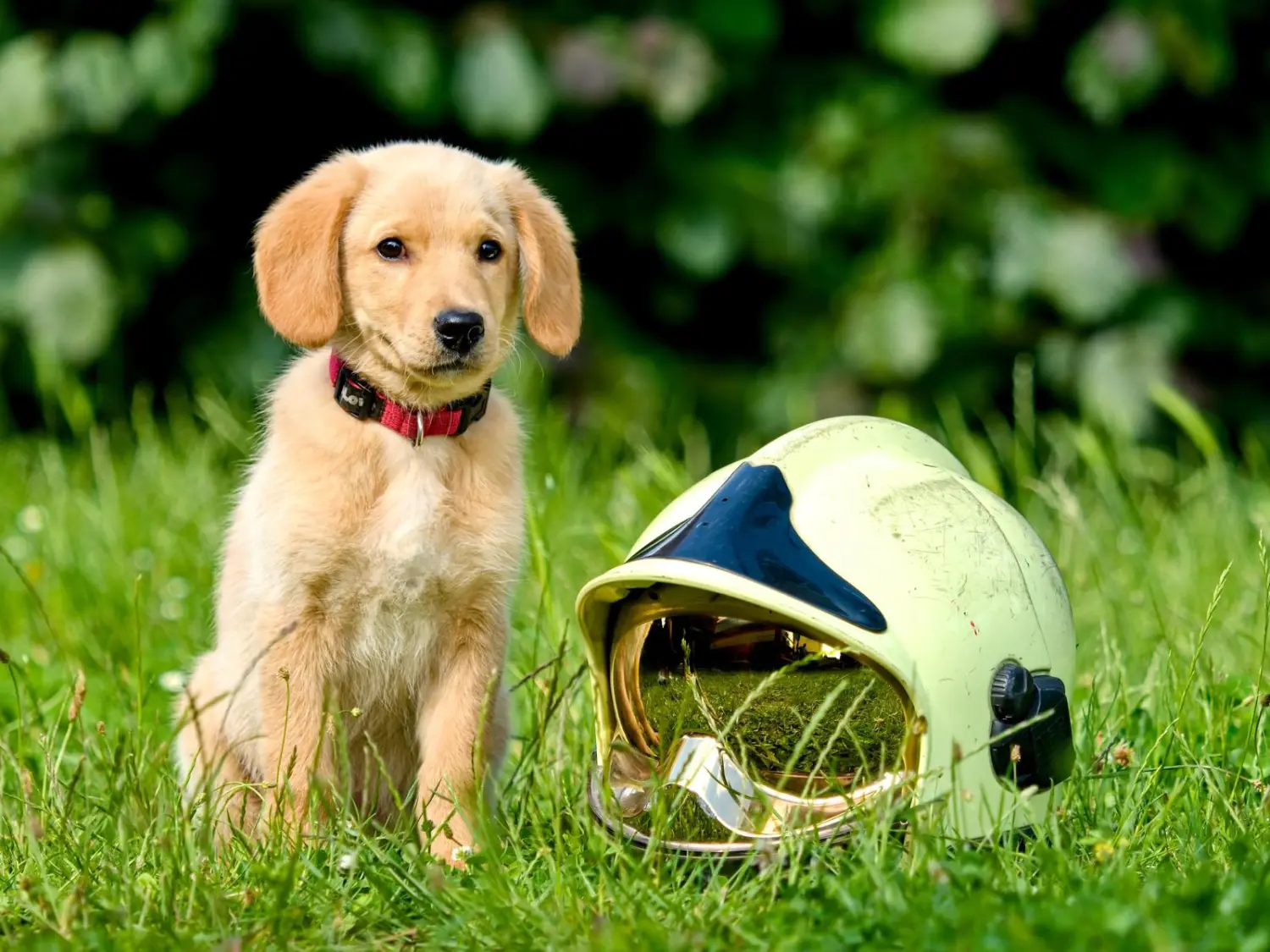 T-Dogs e.V., ein Welpe, der auf dem Grasboden sitzt und neben dem ein gelber Helm steht