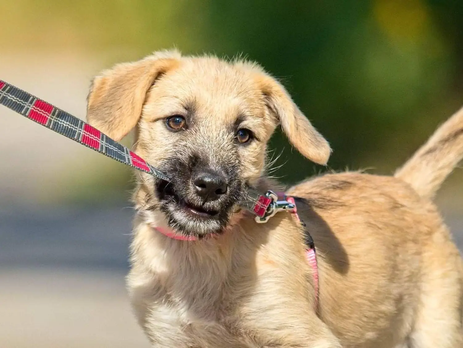 T-Dogs e.V., ein Hund, der die Leine in seinem Maul hält