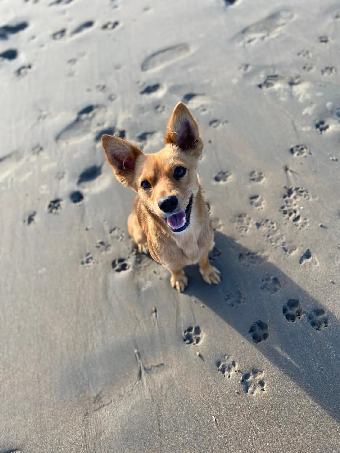 T-Dogs e.V., ein Hund am Sandstrand