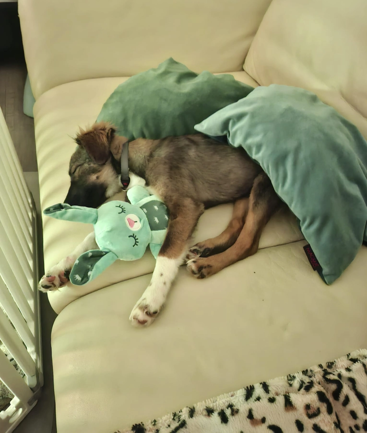 T-Dogs e.V., ein glücklicher Hund