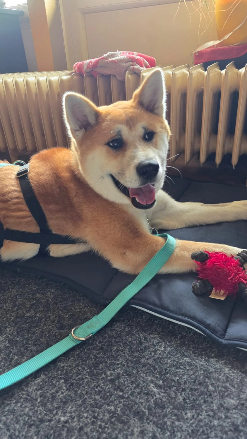 T-Dogs e.V., ein glücklicher Hund