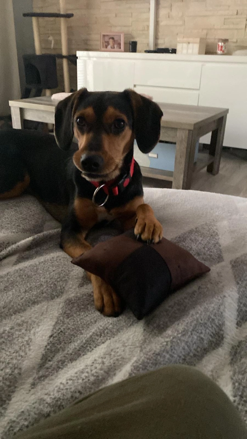 T-Dogs e.V., ein glücklicher Hund