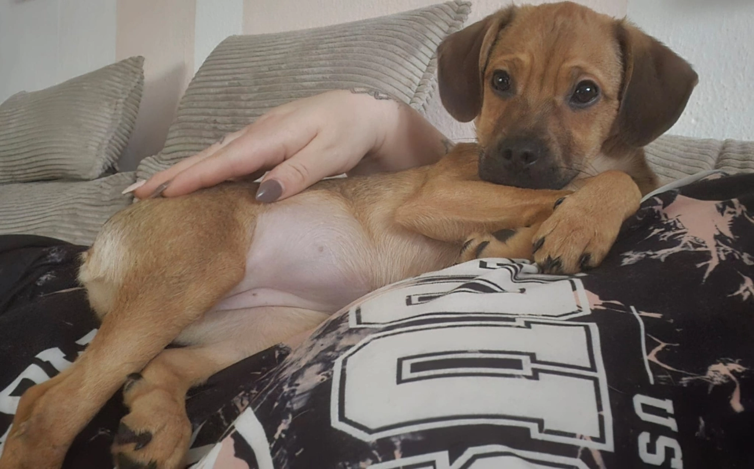 T-Dogs e.V., ein glücklicher Hund