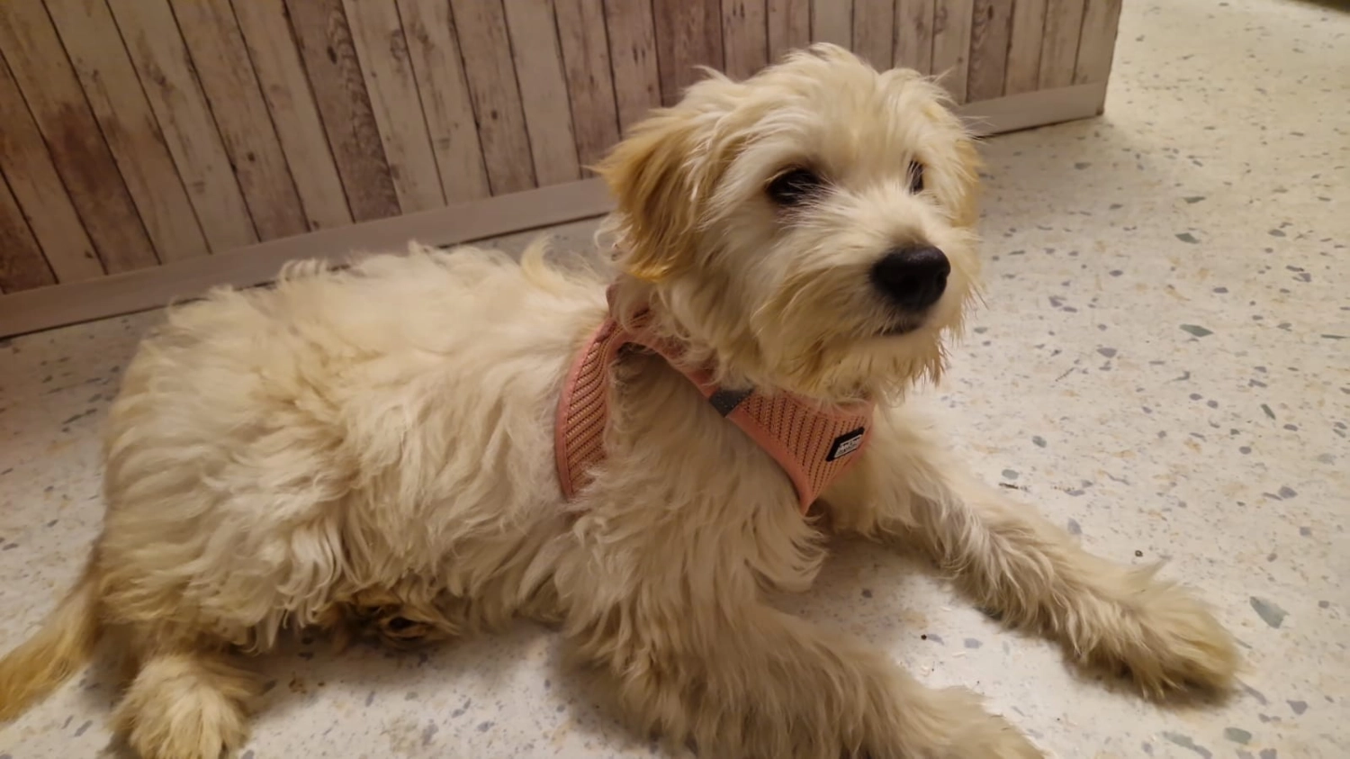 T-Dogs e.V., ein glücklicher Hund