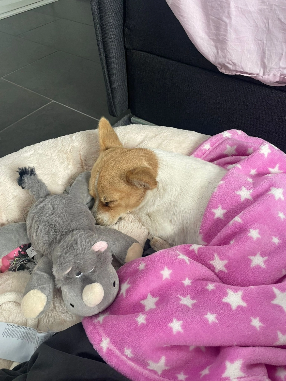 T-Dogs e.V., ein glücklicher Hund