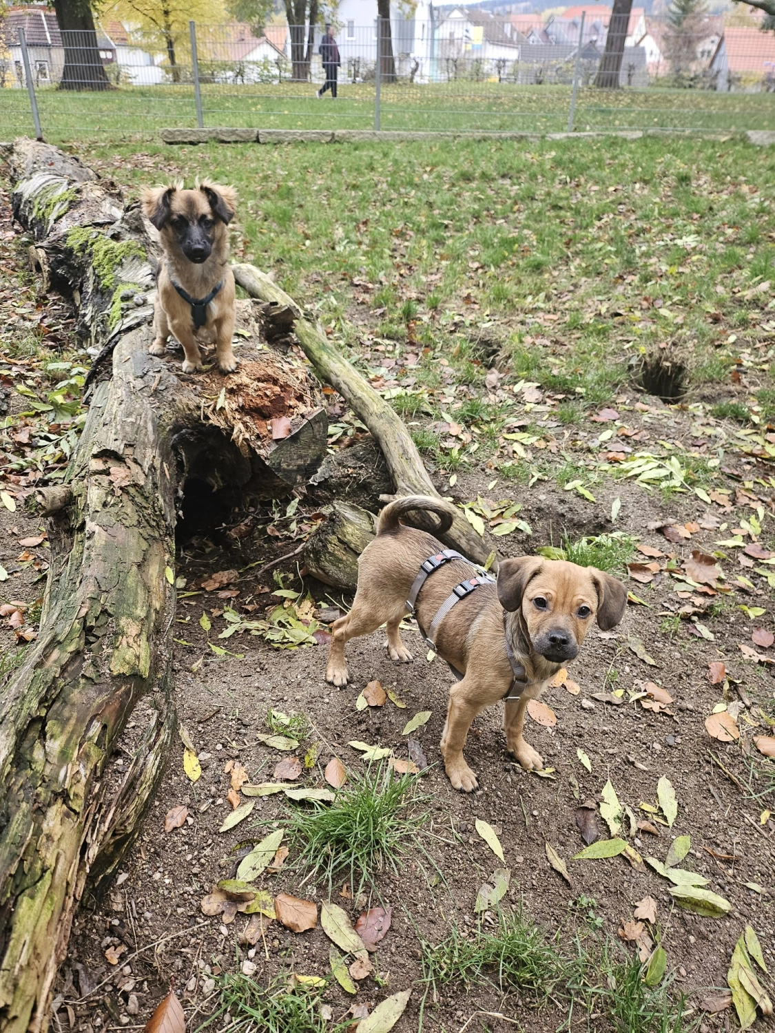 T-Dogs e.V., ein glücklicher Hund