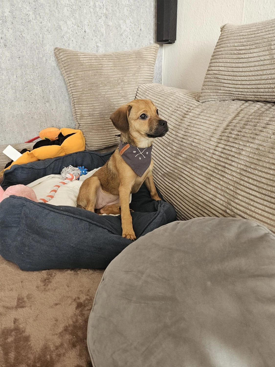 T-Dogs e.V., ein glücklicher Hund