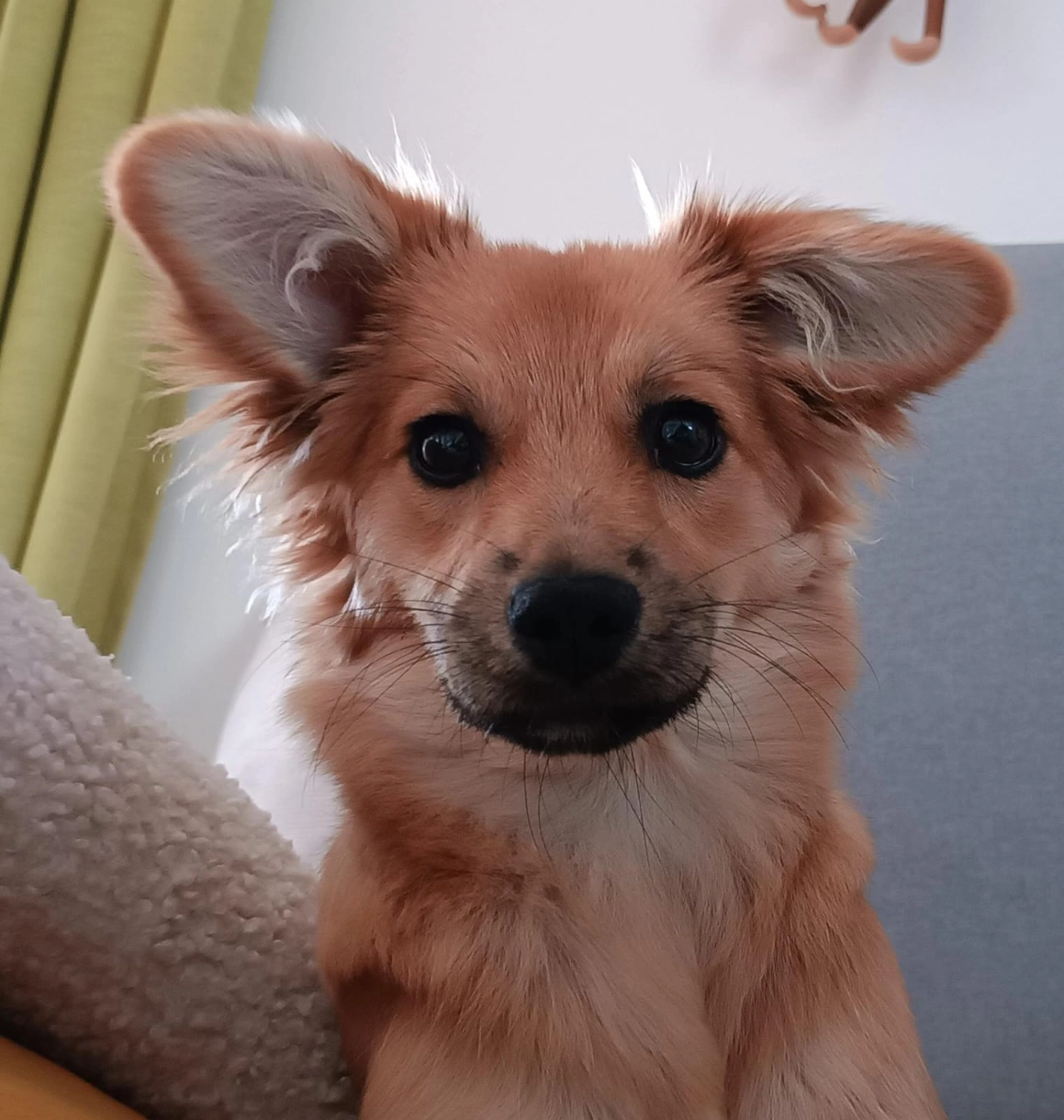 T-Dogs e.V., ein glücklicher Hund