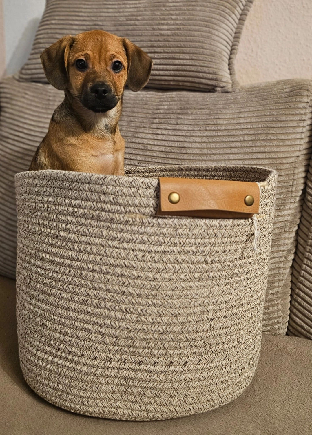 T-Dogs e.V., ein glücklicher Hund