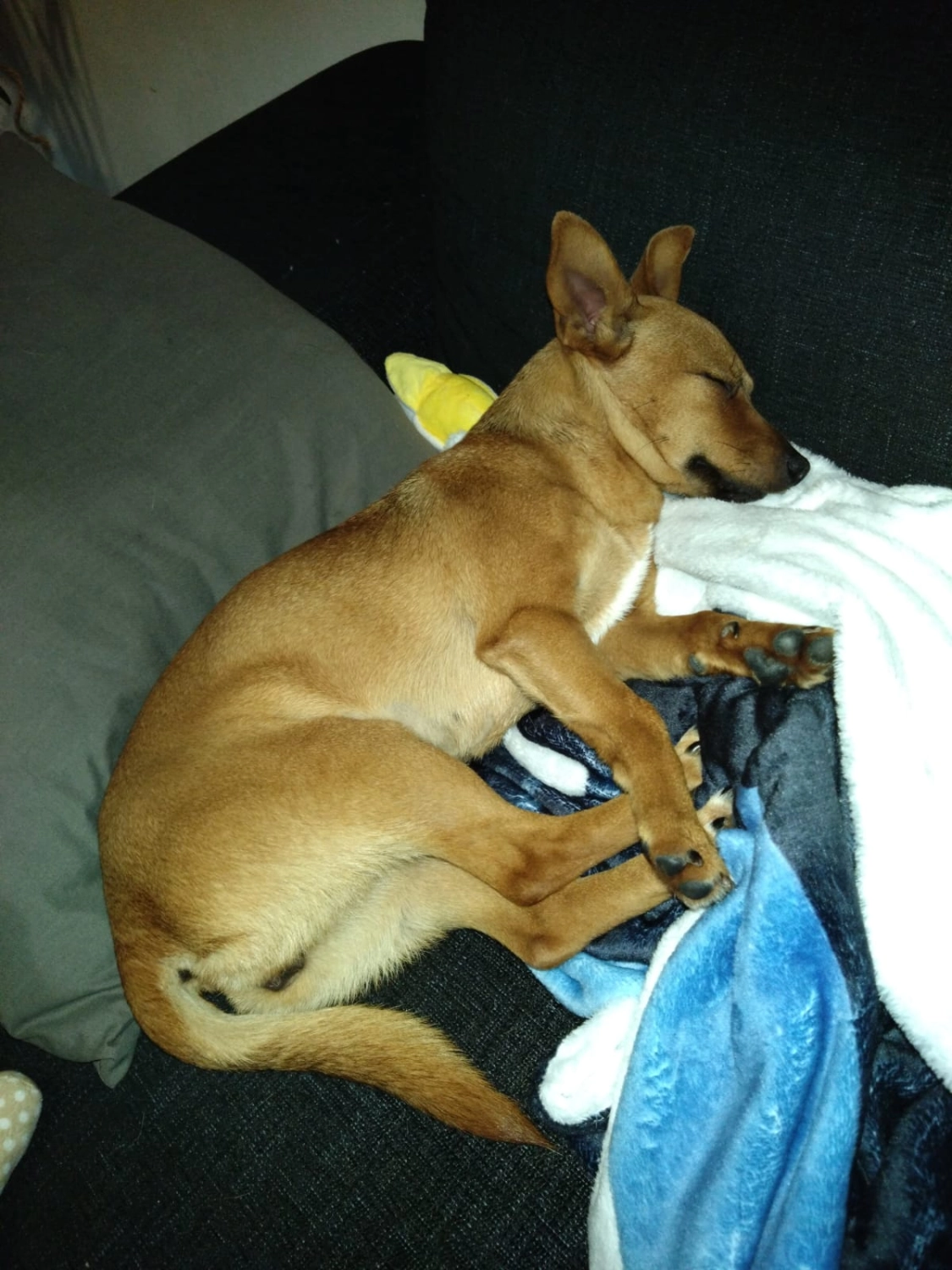 T-Dogs e.V., ein glücklicher Hund