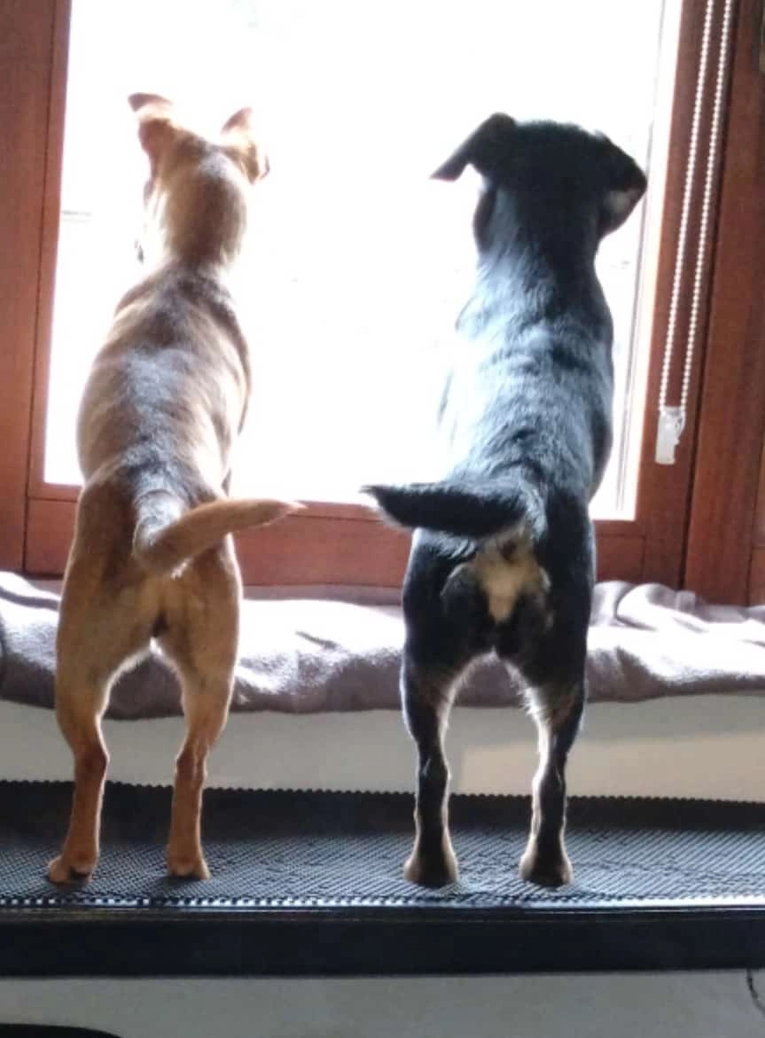 T-Dogs e.V., ein glücklicher Hund