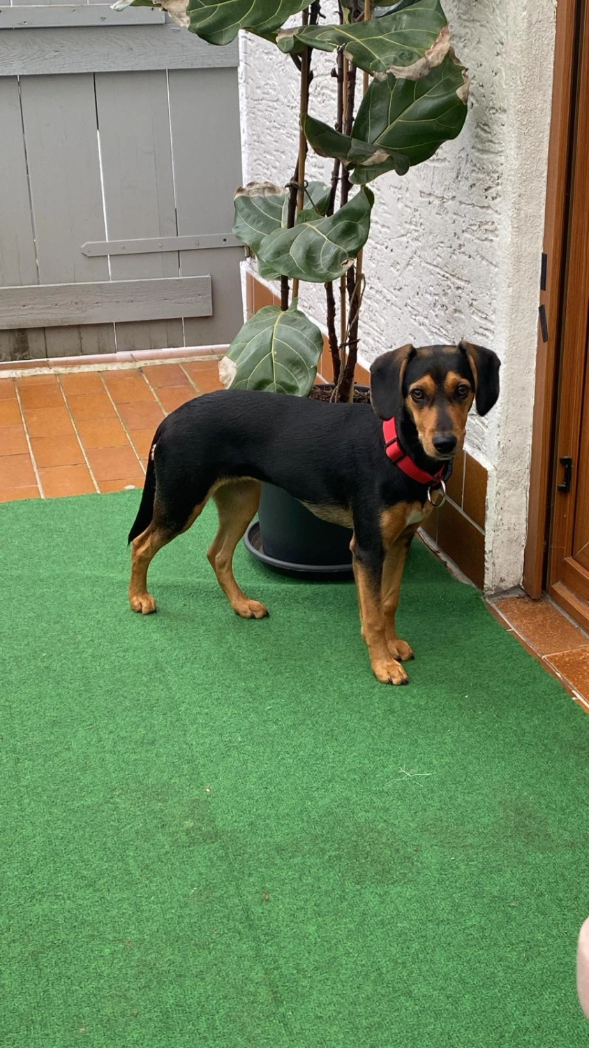 T-Dogs e.V., ein glücklicher Hund