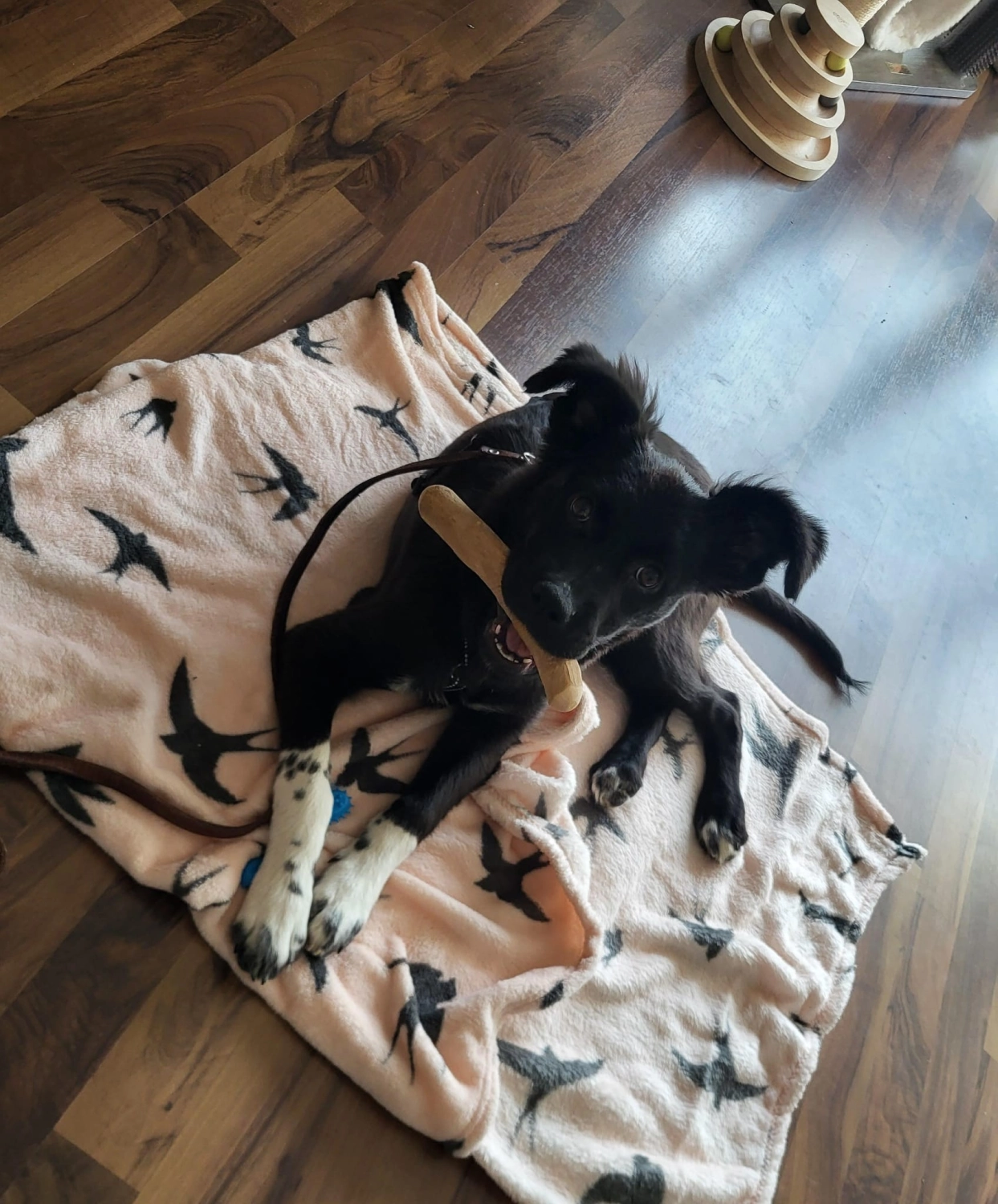 T-Dogs e.V., ein glücklicher Hund