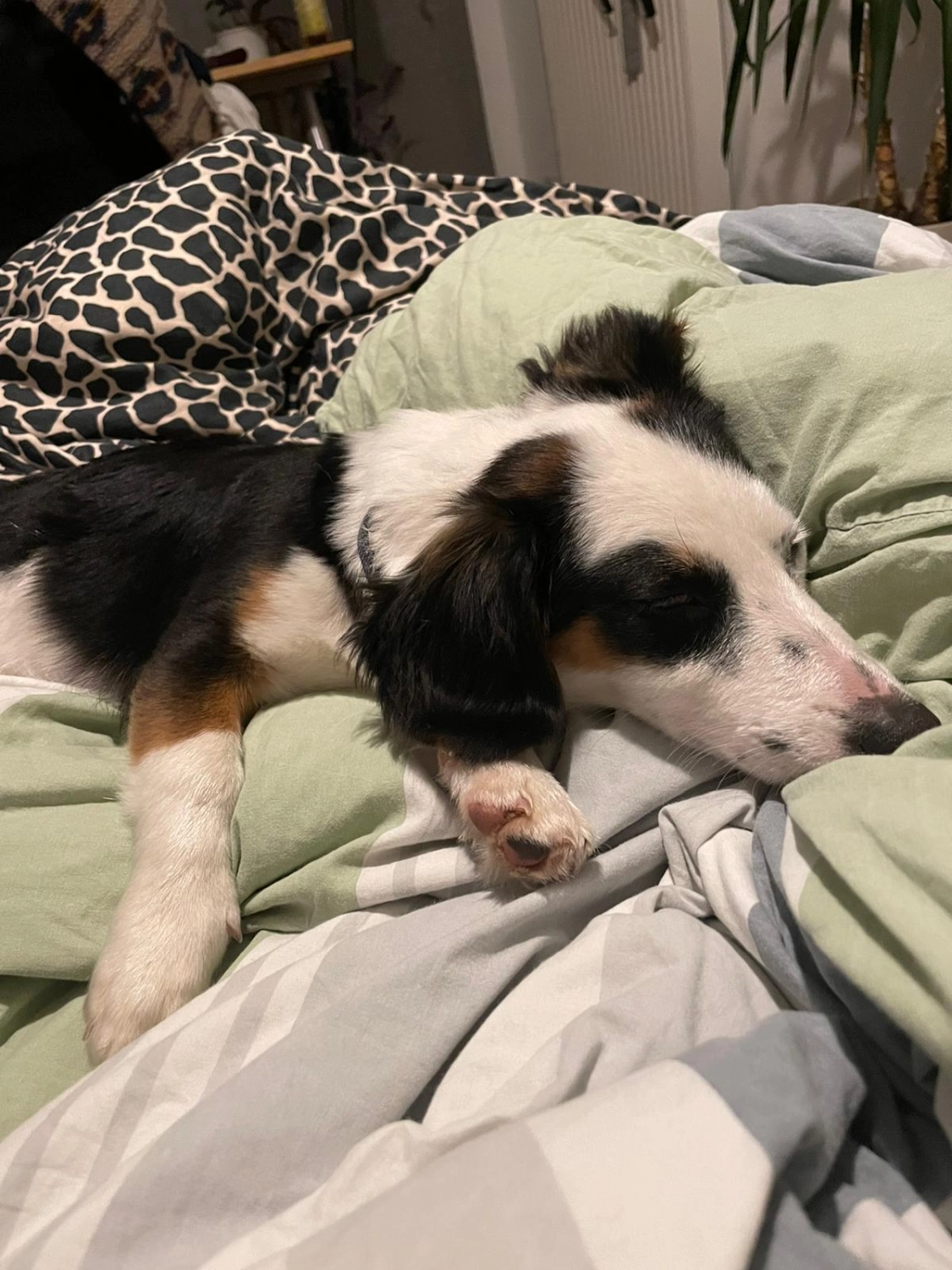 T-Dogs e.V., ein glücklicher Hund