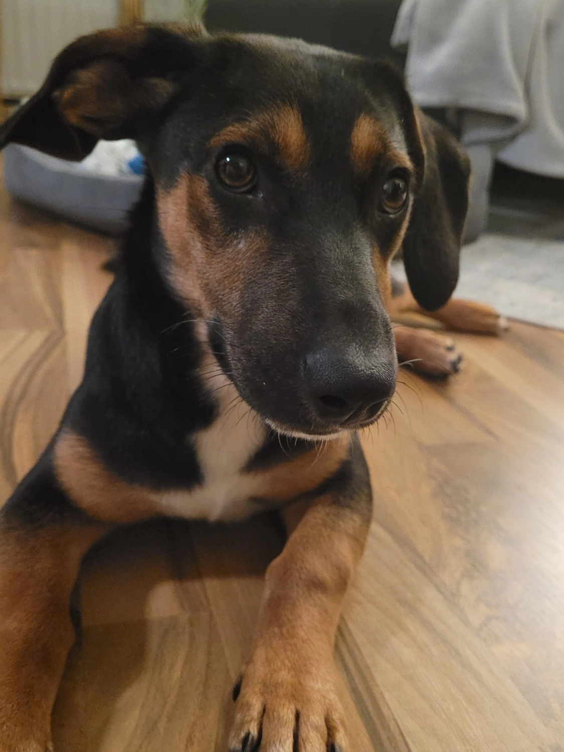 T-Dogs e.V., ein glücklicher Hund