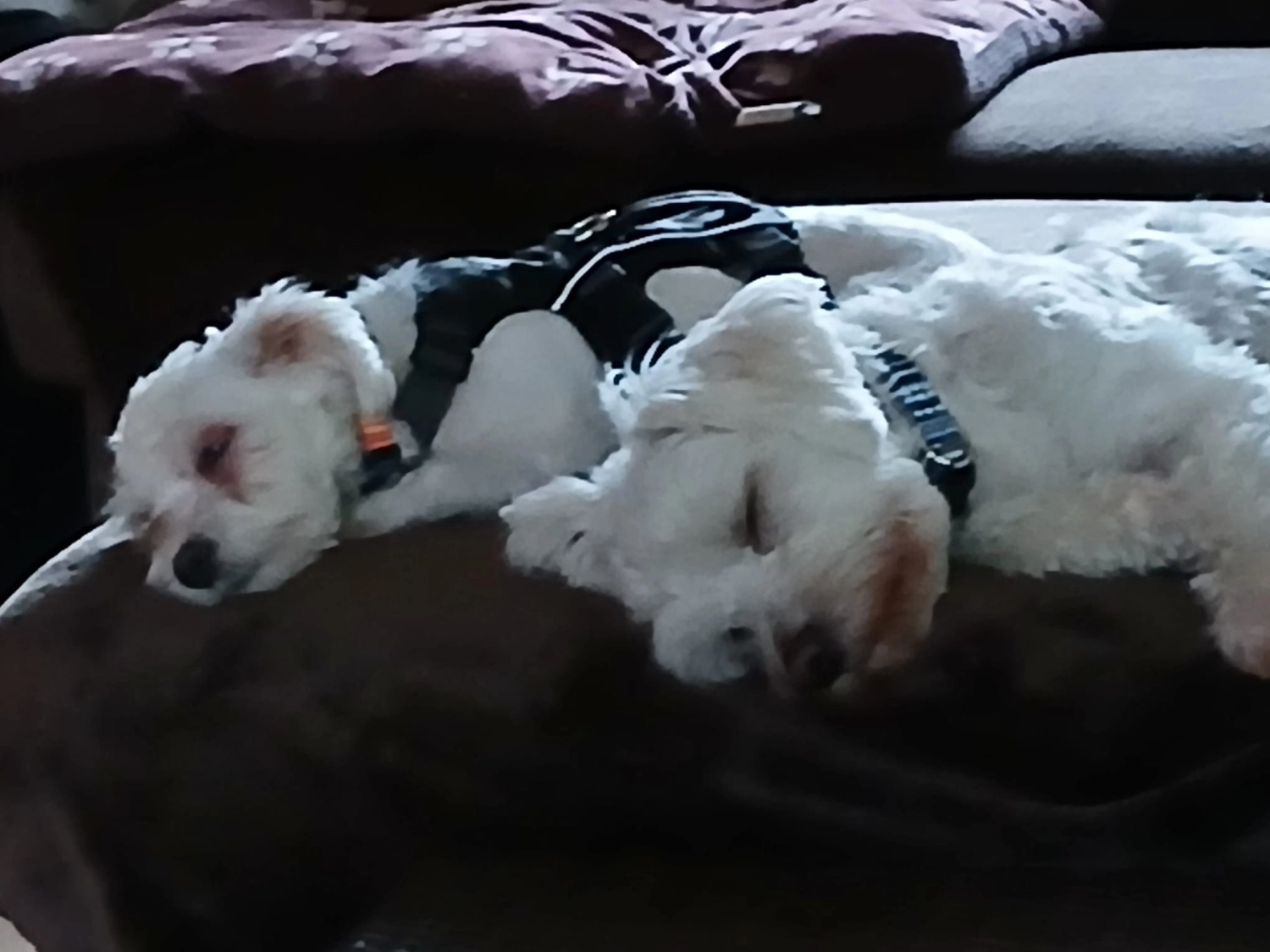 T-Dogs e.V., ein glücklicher Hund