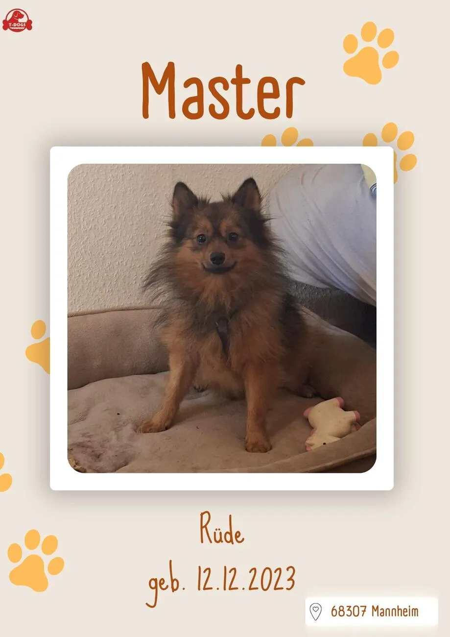 T-Dogs e.V., ein glücklicher Hund