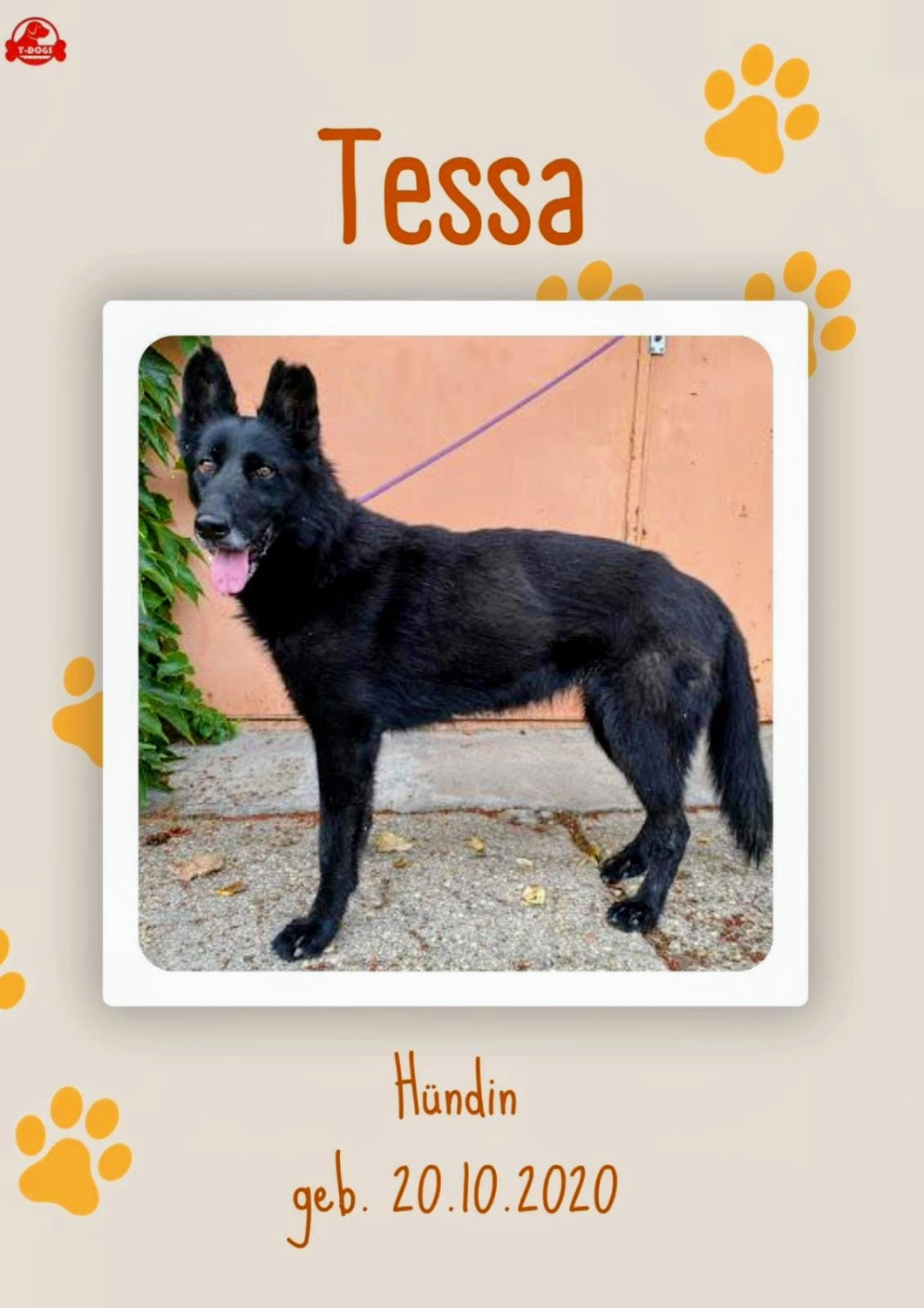 T-Dogs e.V., ein glücklicher Hund