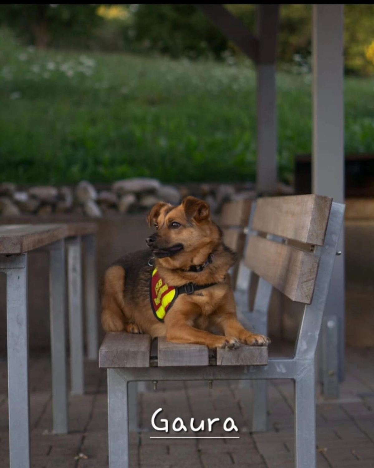 T-Dogs e.V., ein glücklicher Hund